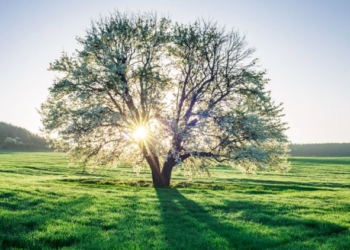Natura&Ambiente, impianti di alberi e arbusti