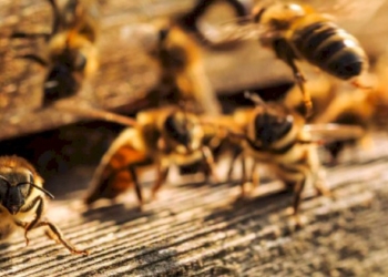 SALVIAMO LE API DAI PESTICIDI