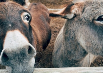 Post Coronavirus: «Non si perda la memoria»