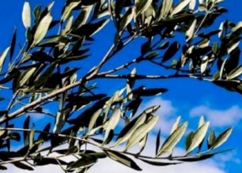 Domenica delle palme. Un augurio di pace.