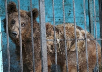 Il lockdown infinito degli zoo