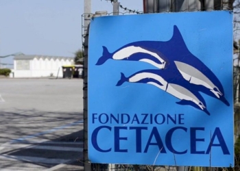 Due tartarughe marine ritrovano la libertà!