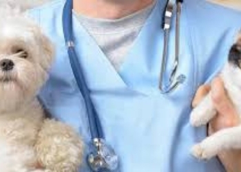 Sterilizzazione del proprio animale domestico: un autentico gesto d’amore