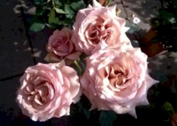 Rose scultoree