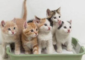 Medicina Veterinaria: il gatto e le patologie dell’apparato urinario