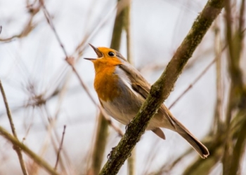 Odo cantar gli uccelli