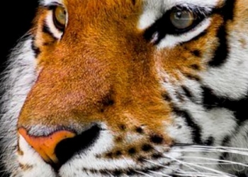 «The way of the tiger», tuteliamo la tigre