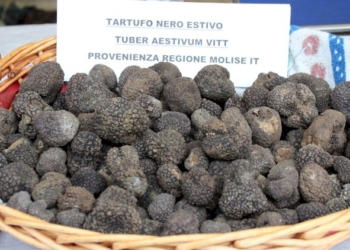 Un viaggio inedito nel mondo del tartufo