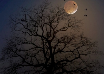 Guarda la luna