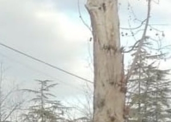 Potature alberi ornamentali