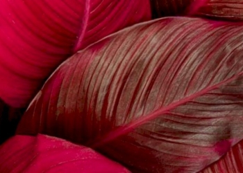 Amor ch’a nulla amato amar perdona