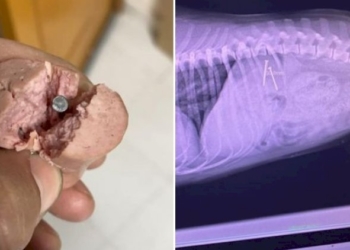 I bastardi camminano su due gambe