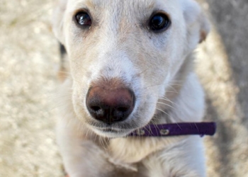 Juno, una piccola creatura pronta a trovare una famiglia