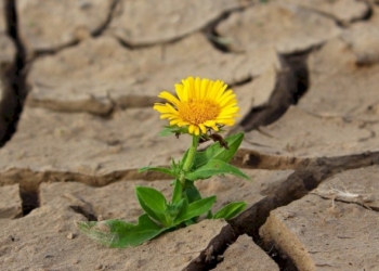 «Vivere o vegetare? A noi la scelta»