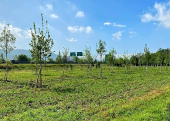 Un «bosco» per la salute a Casteldebole
