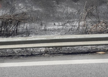 Basso Molise in fiamme, Ricciardi: «è una emergenza, subito interventi economici»