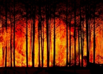 INCENDI: «la responsabilità di questo immane disastro  risale al governo Renzi del 2017»