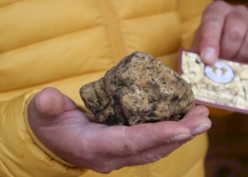 Il tartufo bianco  conquista San Pietro Avellana