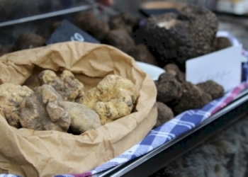 Passo in avanti per la cerca e cavatura del tartufo  come Patrimonio UNESCO