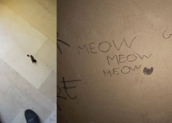 Una società patriarcale vigliacca, imbevuta di cultura dello stupro e colpevolizzazione delle vittime/2