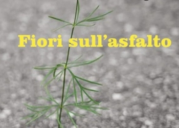 Fiori sull’asfalto