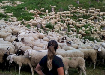 Andare con il gregge