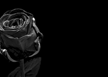 Rosa speciale