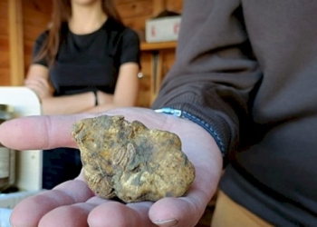 Il tartufo bianco  incanta San Pietro Avellana