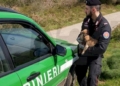 Due cinofili sanzionati dai carabinieri forestali
