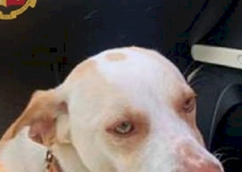 Una storia a lieto fine: in salvo tre cuccioli abbandonati