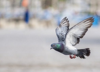 La metafora del piccione