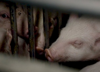 Speck. Un destino cambiato