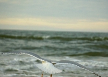 Le Ali della Libertà