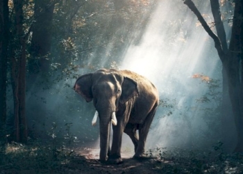 La foresta degli animali