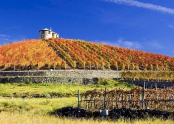 Dopo la raccolta, l’uva veniva portata nella vecchia cantina della famiglia