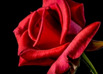 L’interno delle rose