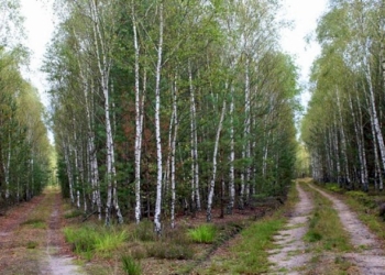 Le scelte dei governanti