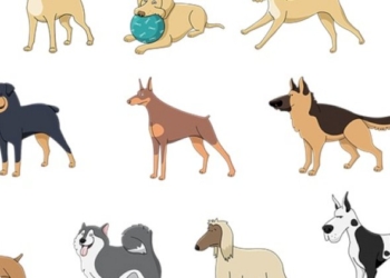 Perché bisogna amare gli animali?