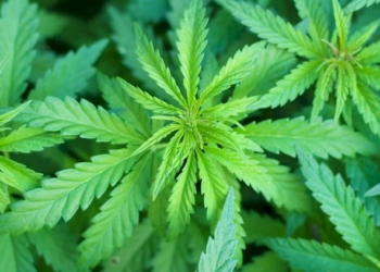 CARABINIERI DISTRUGGONO OLTRE 1.000 PIANTE DI MARIJUANA