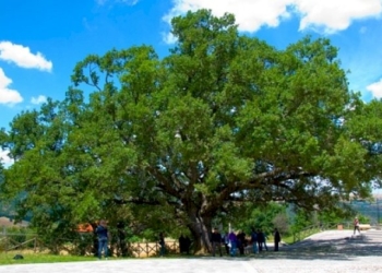 La quercia, simbolo di forza e resistenza