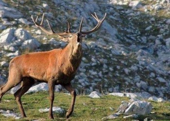 Caccia ai cervi in Abruzzo, stop dal Consiglio di Stato