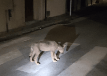 Lupo catturato ad Agnone dopo l’aggressione a una minorenne: salvato e trasferito al Parco del Matese