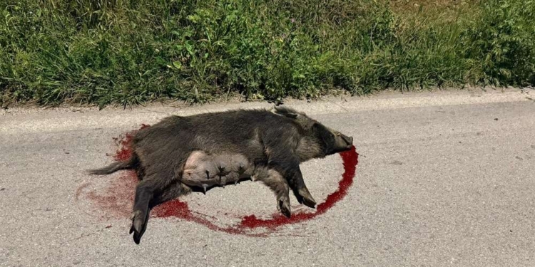 Quanti incidenti e quante tragedie ancora prima che si pongano soluzioni?