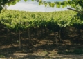 Il Montepulciano e la millenaria storia delle terre d’Abruzzo