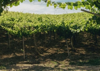 Il Montepulciano e la millenaria storia delle terre d’Abruzzo
