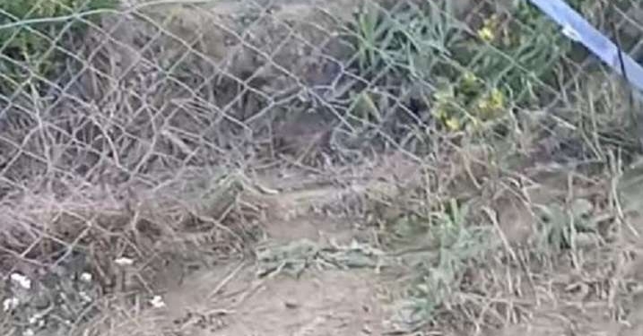 Nuovo canile: reti inadeguate e pareti deteriorate; quando ultime autorizzazioni e collaudo?