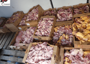 Isernia, sequestrati 400 chili di carne non tracciata: sanzione da oltre 10mila euro