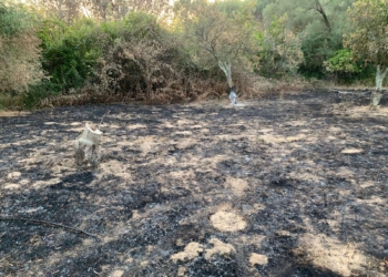 Rosarno, ancora fuoco nell’azienda di Patrizia Rodi Morabito: «Distrutti melograni, kiwi e aranci. Ma continuerò a lavorare»
