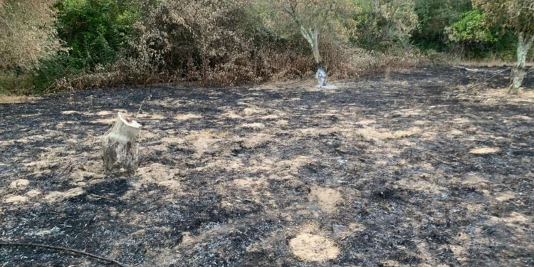Rosarno, ancora fuoco nell’azienda di Patrizia Rodi Morabito: «Distrutti melograni, kiwi e aranci. Ma continuerò a lavorare»