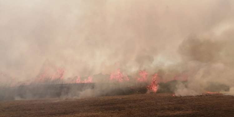A Dogliola incendi dolosi da cinque mesi, trovati cinque inneschi dell’ultimo rogo